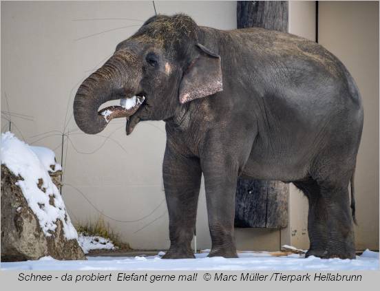 Der Elefant schiebt sich ein Schippchen Schnee ins Maul