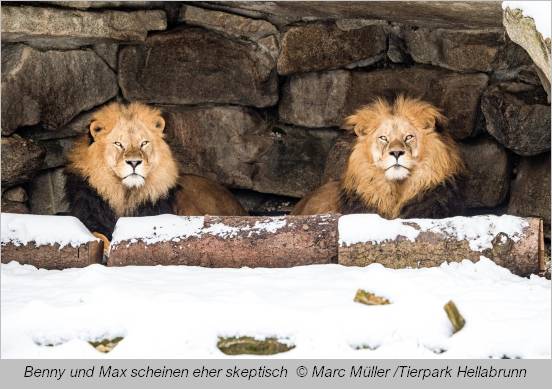 Den beiden Löwen scheint der Schnee nicht ganz geheuer zu sein