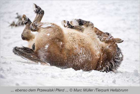 Przewalski-Pferd wälzt sich im Schnee