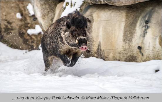 Visayas-Pustelschwein tobt im Schnee herum