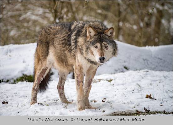 Wolf Asslan im Tierpark Hellabrunn 2021