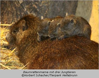 Baumratten-Mama mit ihren Jungen am Rücken im Tierpark Hellabrunn 
