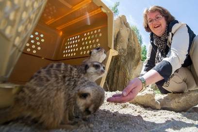 Christine Strobl füttert Erdmännchen im Tierpark Hellabrunn