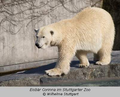 Eisbärin Corinna im Stuttgarter Zoo