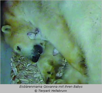 Eisbärin Giovanna mit ihren winzigkleinen Babys