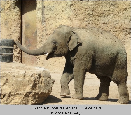 Elefant Ludwig in der Außenanlage im Heidelberger Zoo