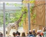 Neues Giraffenhaus im Tierpark Hellabrunn 2013