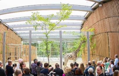 Neues Giraffenhaus im Tierpark Hellabrunn wird im Mai 2013  eröffnet 