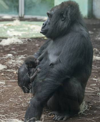 Gorillamutter Bagira mit ihrem Baby im Tierpark Hellabrunn 2013