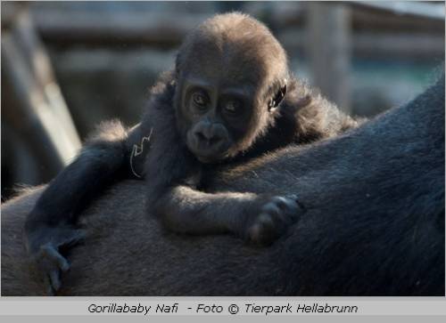 Tierpark Hellabrunn - das Gorillababy Nafi