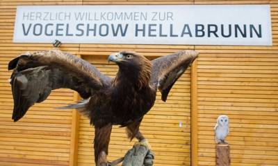 Greifvogel-Show im Tierpark Hellabrunn