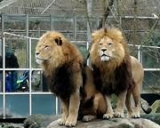 Die zwei Löwen aus dem Tierpark Hellabrunn