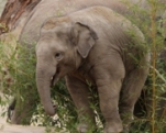 Tierpark Hellabrunn feiert Elefant Ludwigs 2. Geburtstag