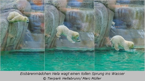 Eisbärchen Nela springt ins Wasser