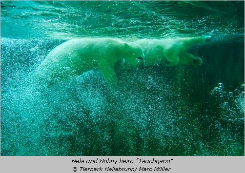 Die Eisbärenzwillinge unter Wasser