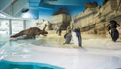 Die neue Pinguinwelt im Tierpark Hellabrunn 2013