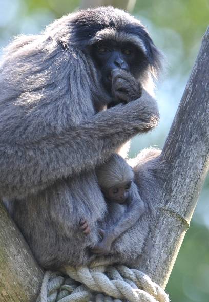 Silbergibbonbaby mit seiner Mutter Pangrango 