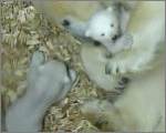Die Münchner Eisbären-Babys