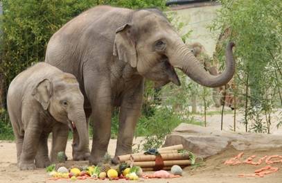 Elefant Ludwig feiert mit seiner Mama Temi 2. Geburtstag im Tierpark Hellabrunn