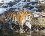 Sibirischer Tiger Jegor