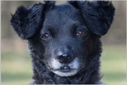 Alter schwarzer Hund mit grauer Schnauze