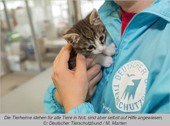  Kitten auf dem Arm eines Mitarbeiters des Dt. Tierschutzbundes