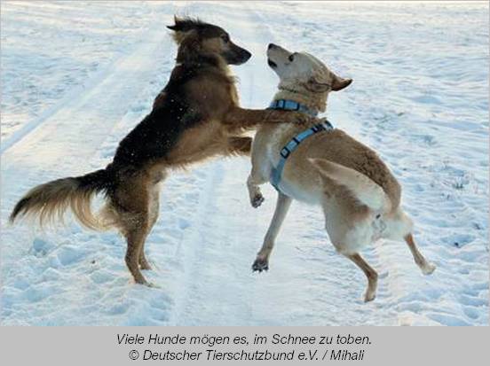 Zwei tobende Hunde im Schnee  