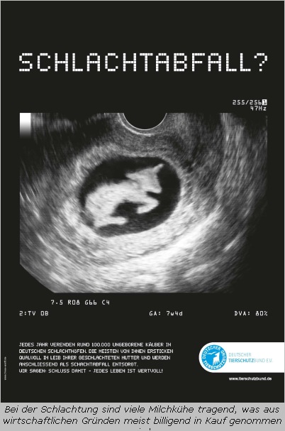 Plakat mit Kalb-Embryo im Mutterleib
