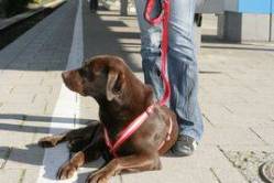 Hund am Bahnsteig - der Vierbeiner lernt das Stadtleben kennen