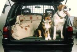 Hunde im Kofferraum