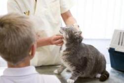 Katze beim Tierarzt - Impfungen sind Schutz für ein ganzes Katzenleben