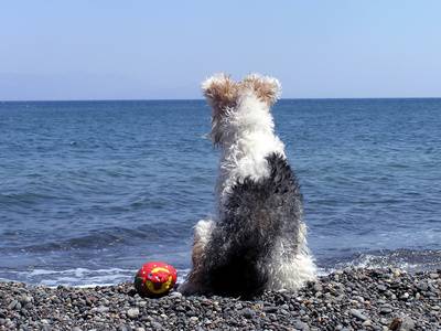 Hund sitzt am Meer