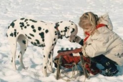 Dalmatiner mit Frauchen im Schnee