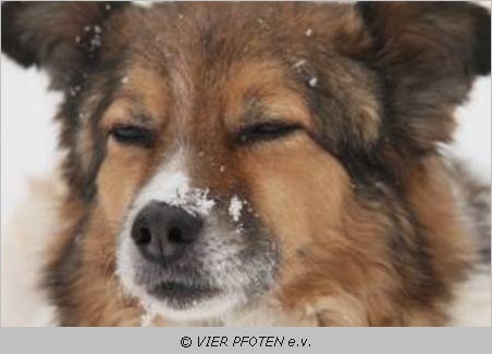 Hund mit Schnee auf der Nase 