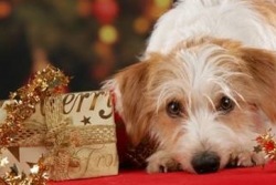 Hund neben Weihnachtsgeschenk, aber bloß keinen Weihnachtsstress