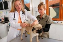 Hund beim Tierarzt 