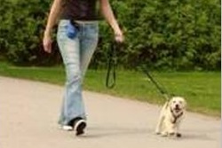 Spaziergang mit dem Hundewelpen