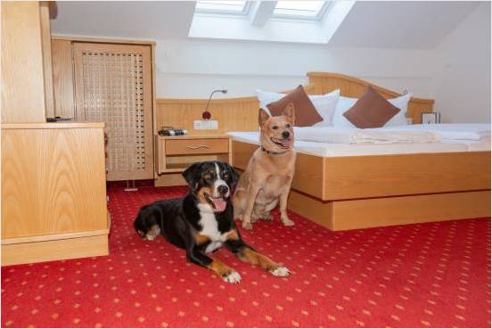 Zwei Hunde in einem Zimmer im Landhotel Waldeck  