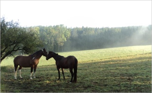 Zwei Pferde im Morgennebel auf der Koppel auf der Niederbayern Alm