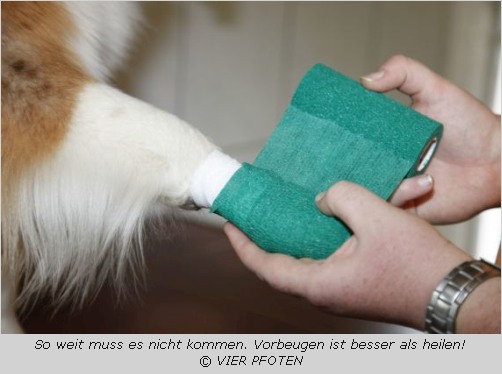 Verbrannte Hundepfote wird bandagiert