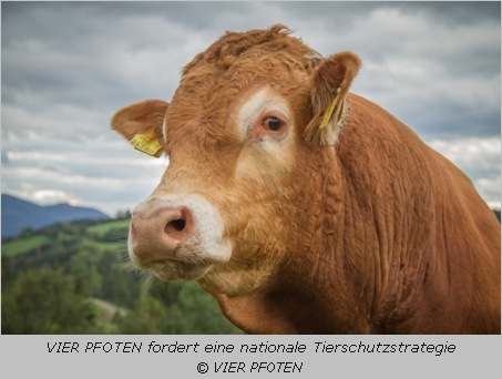 Kuh - Tierschutz braucht Taten statt nur Worte, sagt VIER PFOTEN