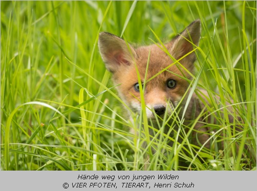 Junger Fuchs im Gras