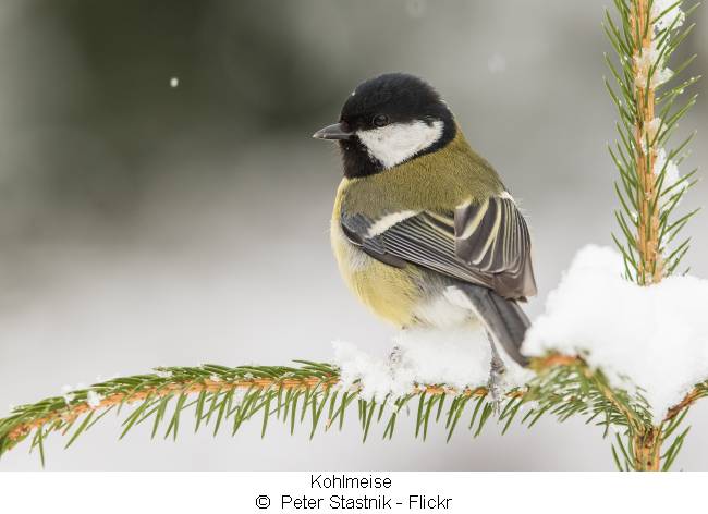 Kohlmeise auf einem verschneiten Ast - Sieger bei der Stunde der Wintervögel 2024