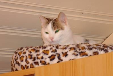 Katze auf einem Schrank