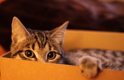 Katze lugt aus einer Schachtel hervor