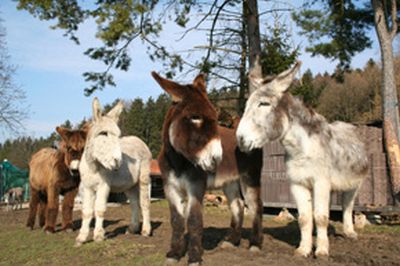 Großesel auf der Eselfarm Asinella  