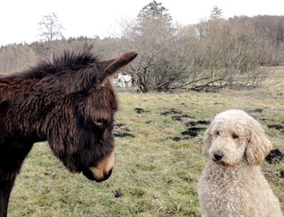 Esel und Hund auf der Eselfarm Asinella