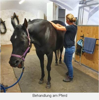 Behandlung am Pferd  