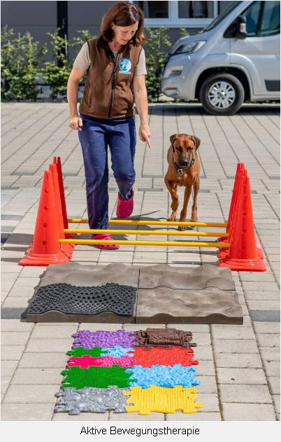 Aktive Bewegungstherapie - Hund geht durch aufgestellte Parcours-Figuren