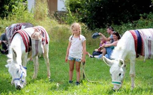 Kindergeburtstag mit Eseln feiern